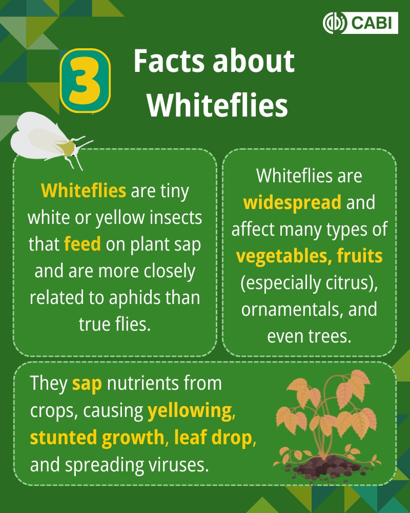 🌿𝗗𝗶𝗱 𝘆𝗼𝘂 𝗸𝗻𝗼𝘄?  Whiteflies are tiny insects that feed on plant sap and can seriously damage crops.

They attack fruits, vegetables, trees, and ornamentals and are found worldwide.

Here are 3 quick facts to know 👇