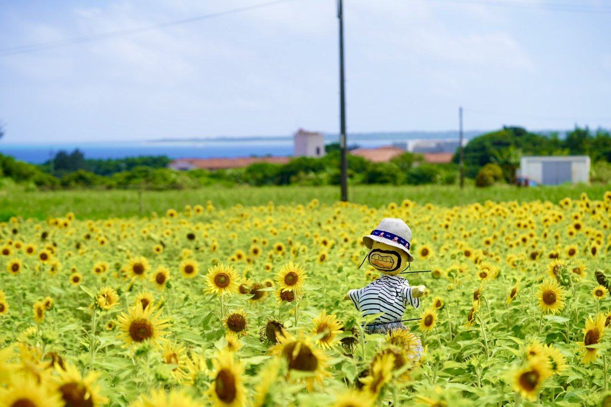 maaa_23usk's tweet photo. 石垣島ではもうひまわりが満開です🌻 https://t.co/IKMcx0CLRa