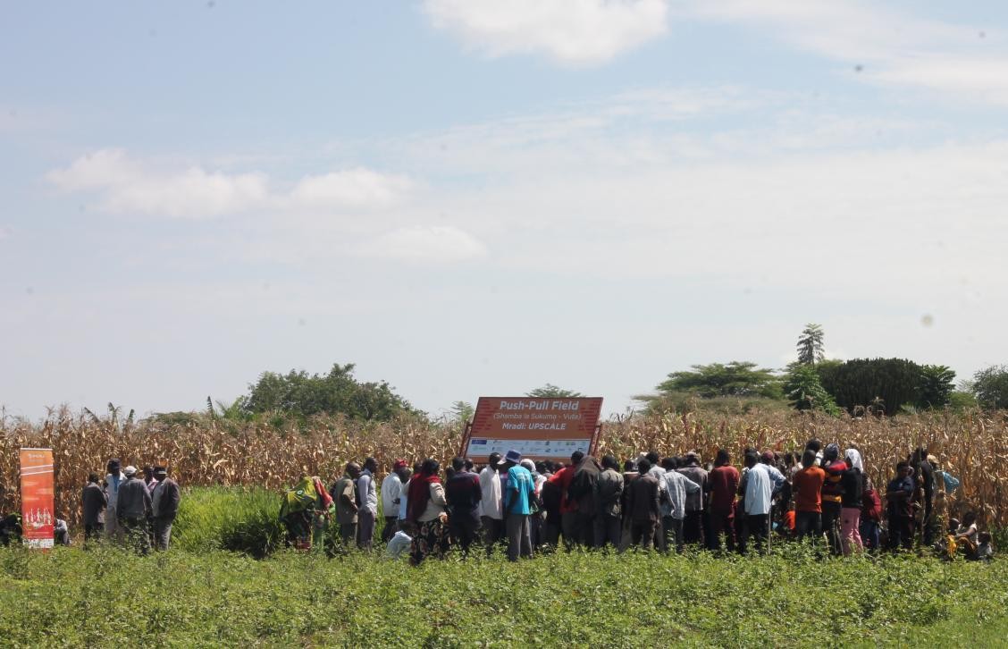 upscale_h2020's tweet image. 🌽 New Blog
Farmers in Simiyu, Tanzania, are working with the @TanzaniaTari to combat Fall Armyworm and Striga weed by embracing Push-Pull Technology, a climate-smart solution that boosts yields, improves soil, and provides livestock fodder.
🔗 upscale-h2020.eu/from-field-to-…