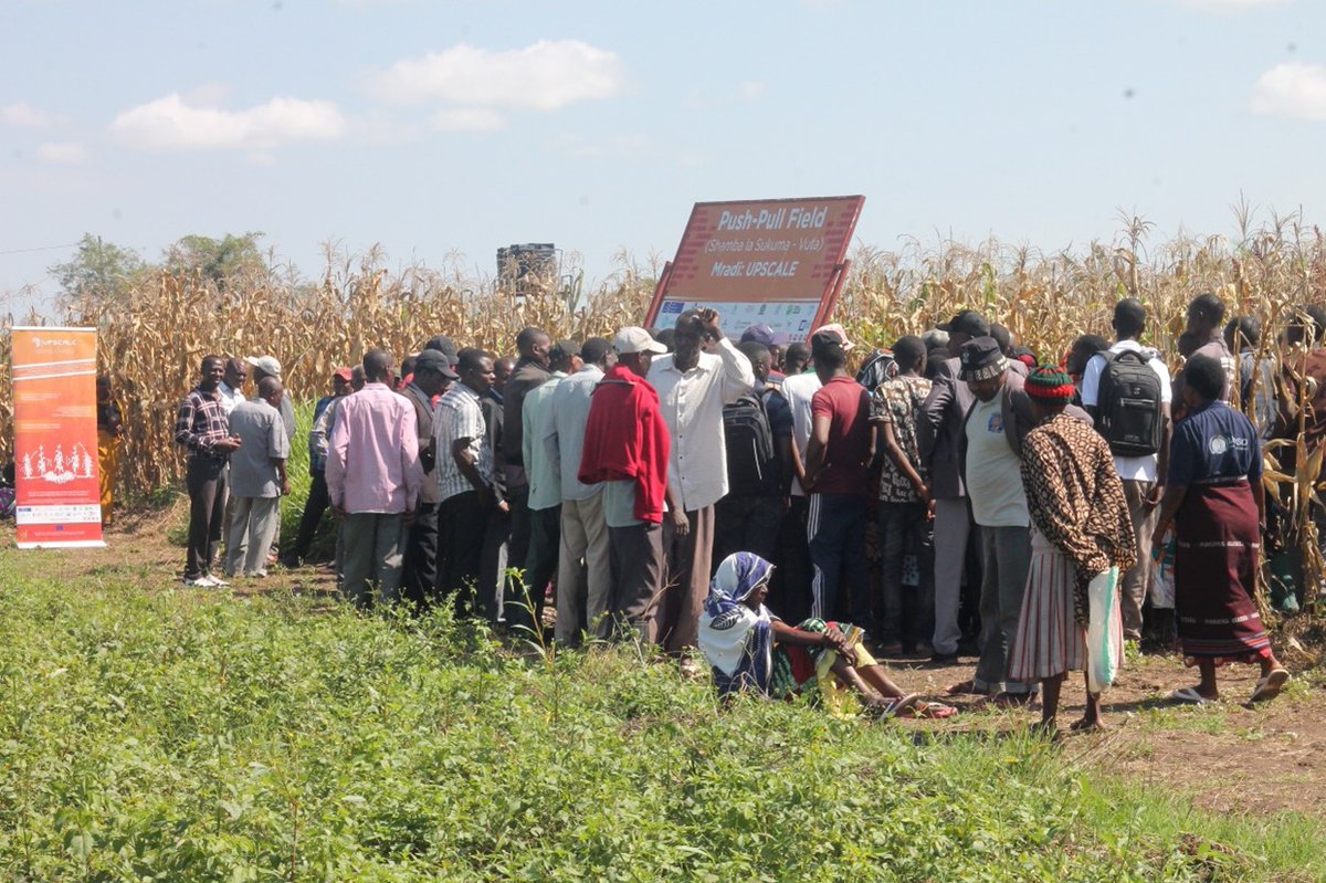 upscale_h2020's tweet image. 🌽 New Blog
Farmers in Simiyu, Tanzania, are working with the @TanzaniaTari to combat Fall Armyworm and Striga weed by embracing Push-Pull Technology, a climate-smart solution that boosts yields, improves soil, and provides livestock fodder.
🔗 upscale-h2020.eu/from-field-to-…
