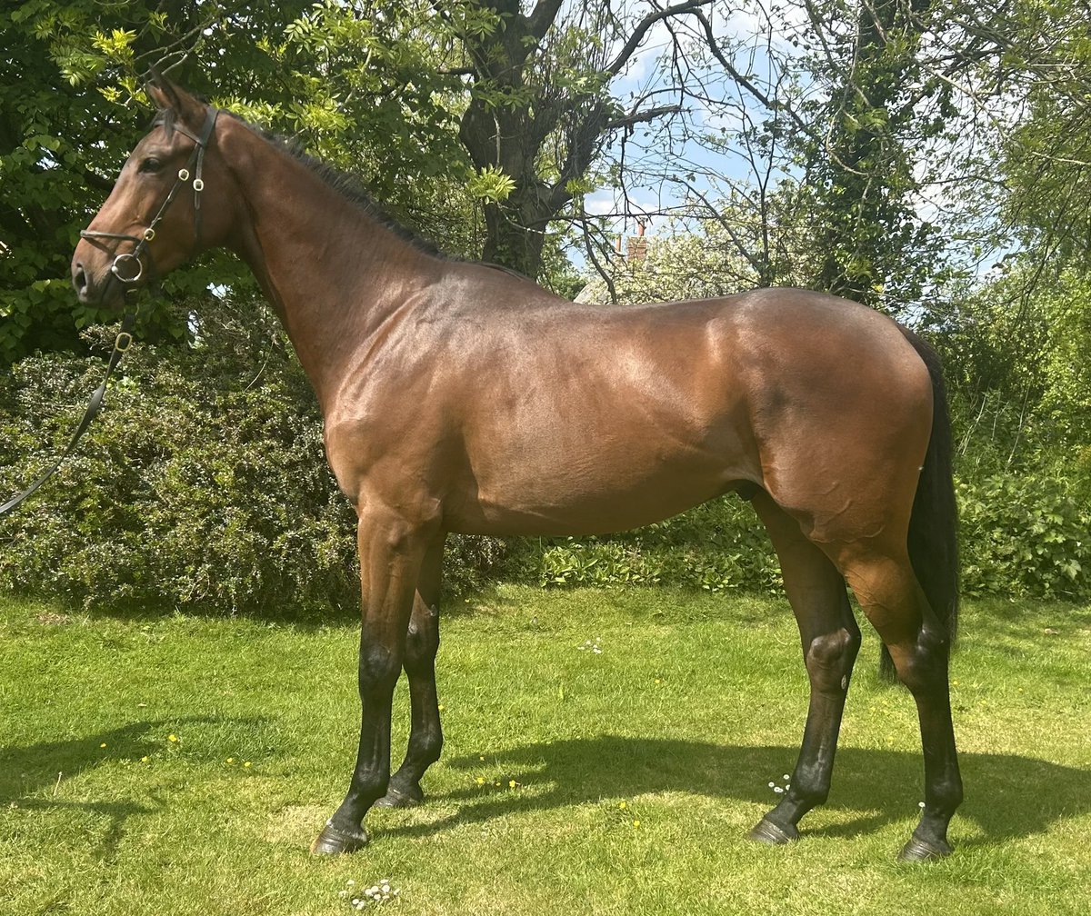 Tim Dennis Racing and Bloodstock tweet media