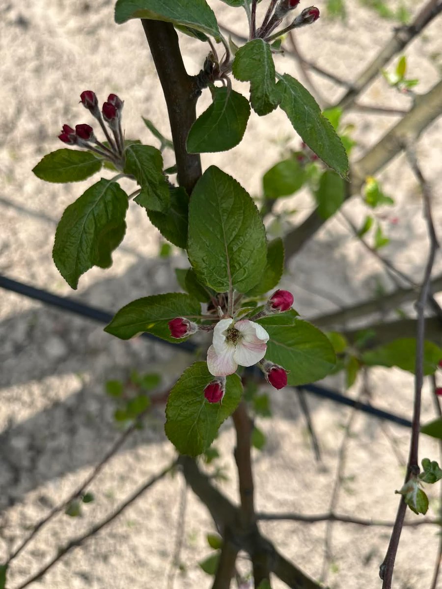 Al mateix temps, Gospodínov ret un homenatge al seu pare, ens explica la seva vida i constata totes les coses que, encara ja no hi sigui, queden d'ell en el record dels qui el van estimar... i al jardí del qual tenia cura.