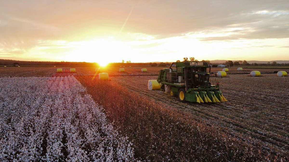 Cotton harvest is in full swing! 🤍 

Check out this gorgeous golden sunset over the last of the cotton, captured by Emily Hallas. 

📸 Emily Hallas