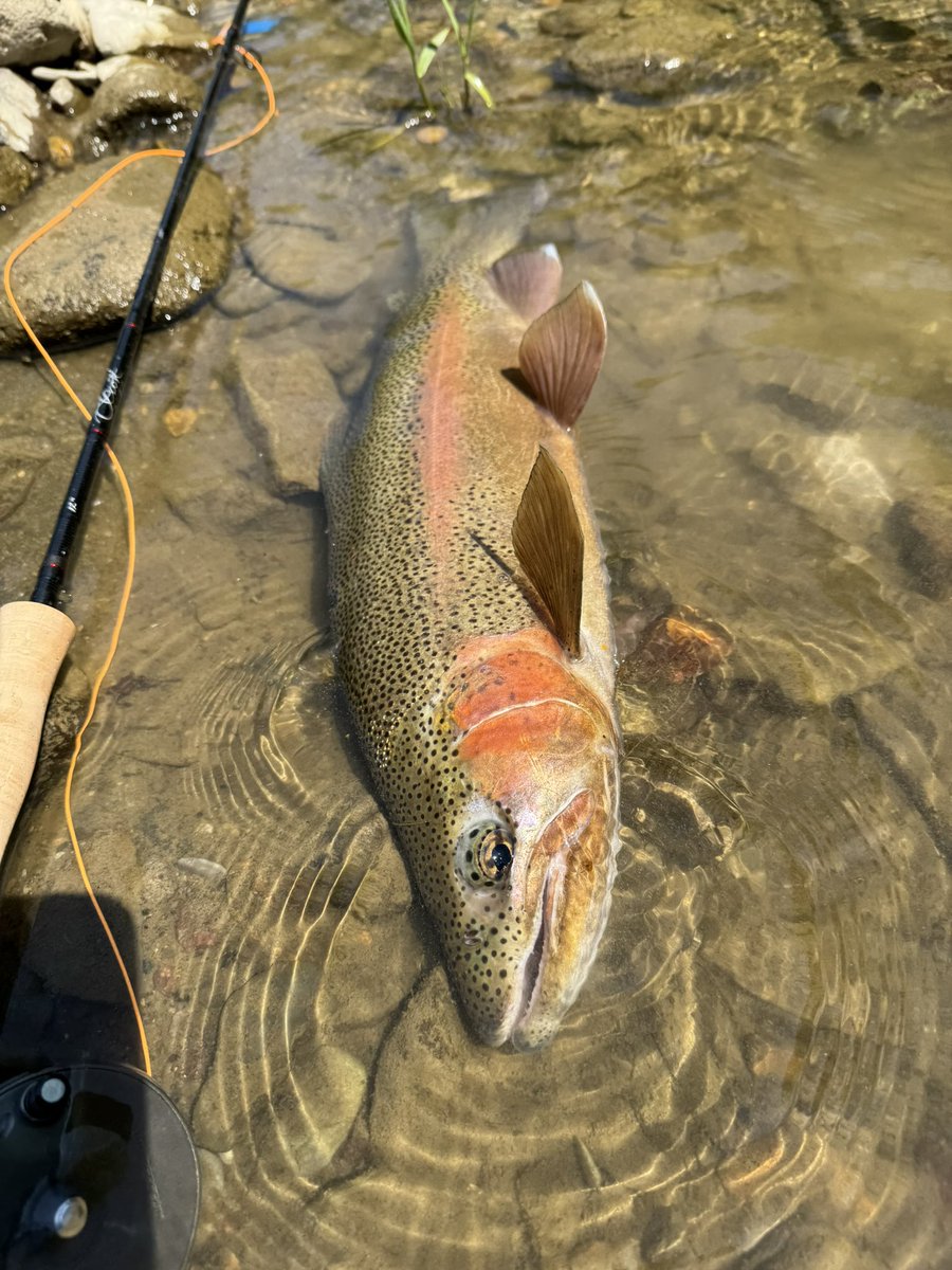 flyfishingとWrangler(キチガイ) tweet media