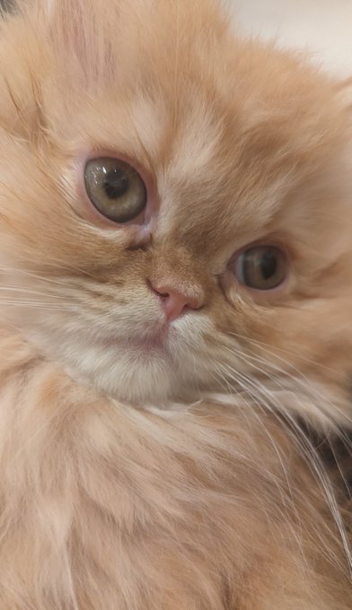 これがこうなったんだ... 