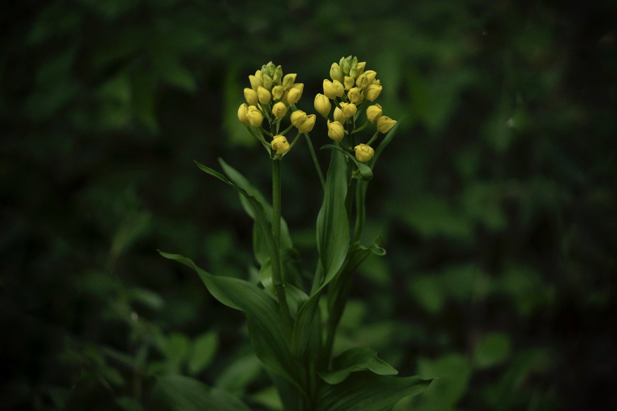 When I arrived at the habitat of the golden orchids, I was disappointed to see that most of the flowers were still in bud and only a few petals had opened. However, when I developed the photo, I was surprised to see that even just the undulating leaves had a bewitching beauty.