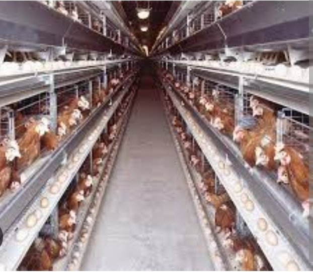 Gil_Niyonkuru's tweet image. What biosecurity measures am I applying daily?

A clean farm is a healthy farm. Protect your flock, protect your future.
#BiosecurityMatters #HealthyBirds 
#FarmWithGilbert
#NoFarmsNoFoods