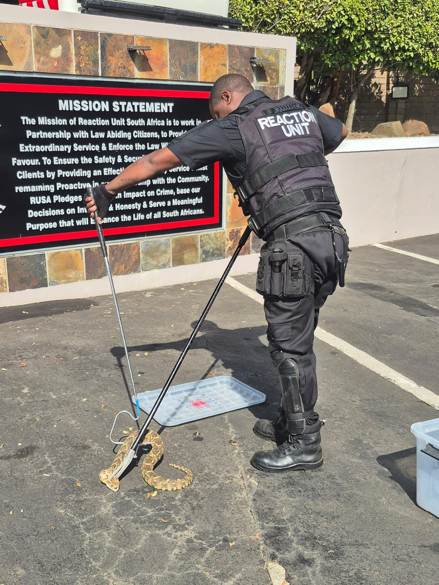 _ArriveAlive's tweet image. Puff Adder Captured: Redcliffe - KZN

tinyurl.com/ykchylvq

#ArriveAlive #Snakes #PuffAdder