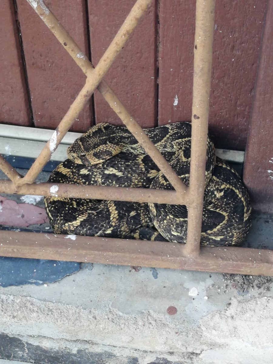 _ArriveAlive's tweet image. Puff Adder Captured: Redcliffe - KZN

tinyurl.com/ykchylvq

#ArriveAlive #Snakes #PuffAdder