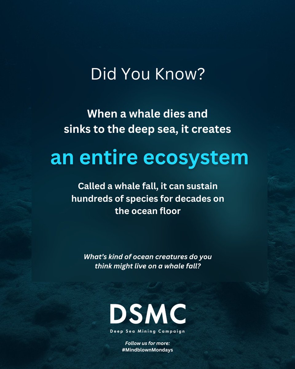 🐋 Mindblown Monday!
When a whale sinks to the ocean floor, it creates an entire thriving ecosystem for decades.

Every part of the deep ocean matters.

🔗 Act today: linktr.ee/nodeepseamining
#MindblownMondays #ProtectOurOceans #DSMC #StopDSM