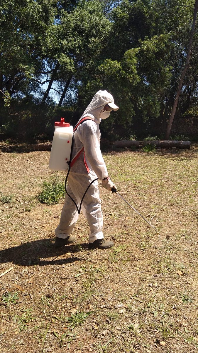 La setmana passada, l’alumnat del Programa de Qualificació Inicial d’Auxiliar en Conservació i Millora de Forests va confeccionar protectors de ferro i va dur a terme un tractament fitosanitari contra insectes per protegir la repoblació forestal realitzada a Sa Torrentera 🌱🪲