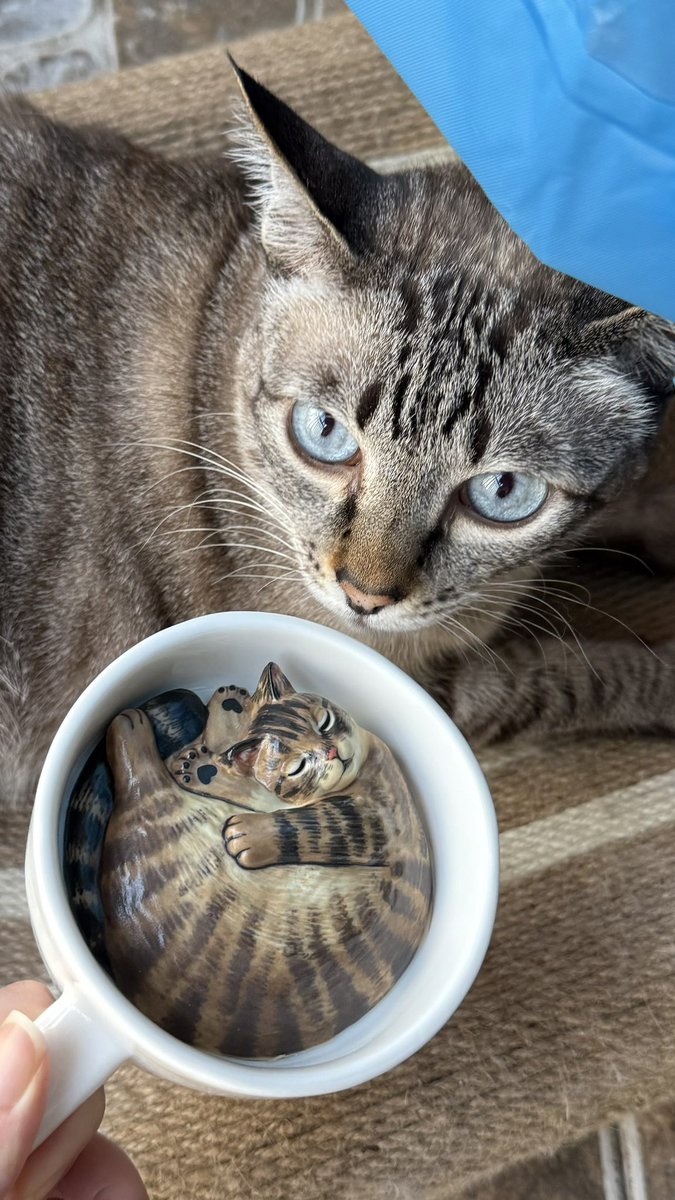 Tekla135's tweet image. 🐱杯杯