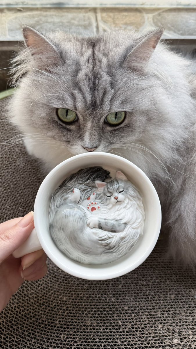 Tekla135's tweet image. 🐱杯杯