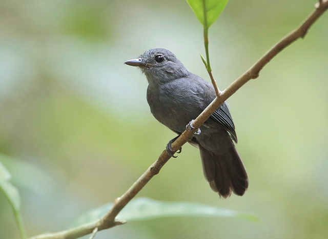 brasil_aves's tweet photo. 🇧🇷Ipecuá
🌎Thamnomanes caesius
Conservação:Pouco Preocupante

O ipecuá é um passeriforme da família Thamnophilidae. Conhecido também como uirapuru-de-bando.

📷 Anselmo d`Affonseca https://t.co/wWwabdfjka
