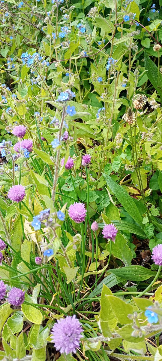 Friends of GH Park (@fofgh) on Twitter photo Thanks to <a href="/iancbeavis/">Ian Beavis</a> for #WorldBeeDay walk. We also found baby spiders, hoverflies and damselflies! Thanks to <a href="/iancbeavis/">Ian Beavis</a> for #WorldBeeDay walk. We also found baby spiders, hoverflies and damselflies!