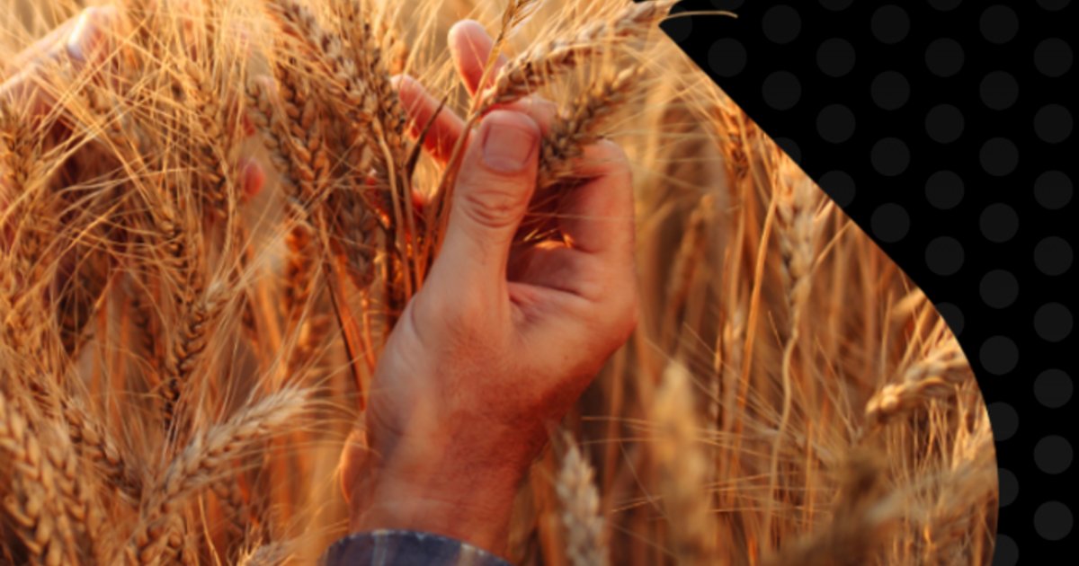 📢 Exciting news for crop disease control. 

ADAMA’s novel fungicide Active Ingredient Gilboa has been classified as having a new mode of action for arable crops.🌾

Read about the breakthrough in fungicide innovation hubs.la/Q03mrWN30

#ListenLearnDeliver