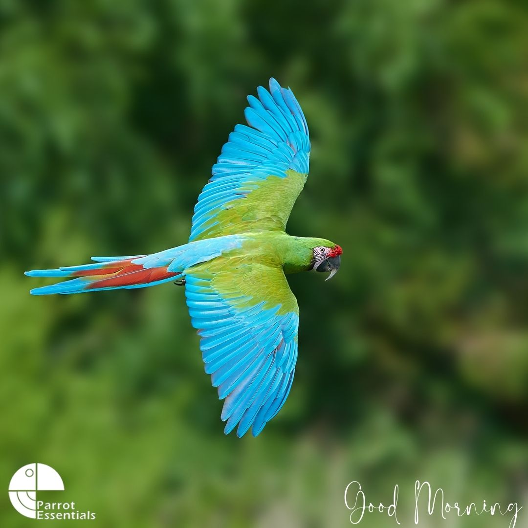 ParrotEssential's tweet image. Soaring into the day with vibrant colours and positivity! 🌿🦜
#parrotessentials #parrots #petparrot #parrotlife #parrotlove #petbird #parrots #GoodMorning