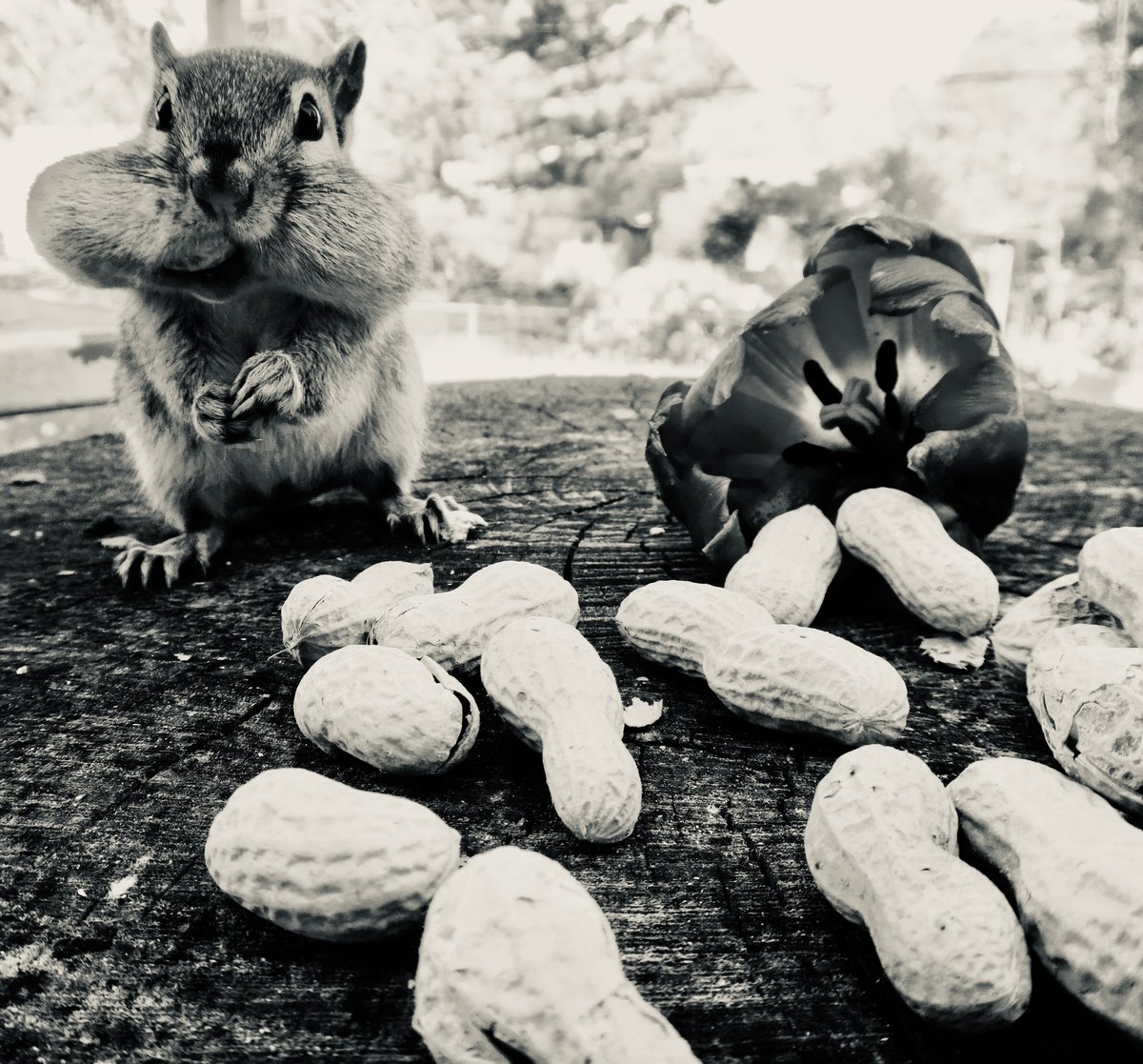 602Shaffer's tweet image. Ready for Monday? You bet your peanuts, I am! #blackandwhitephotography #MondayMorning #nature #wildlife