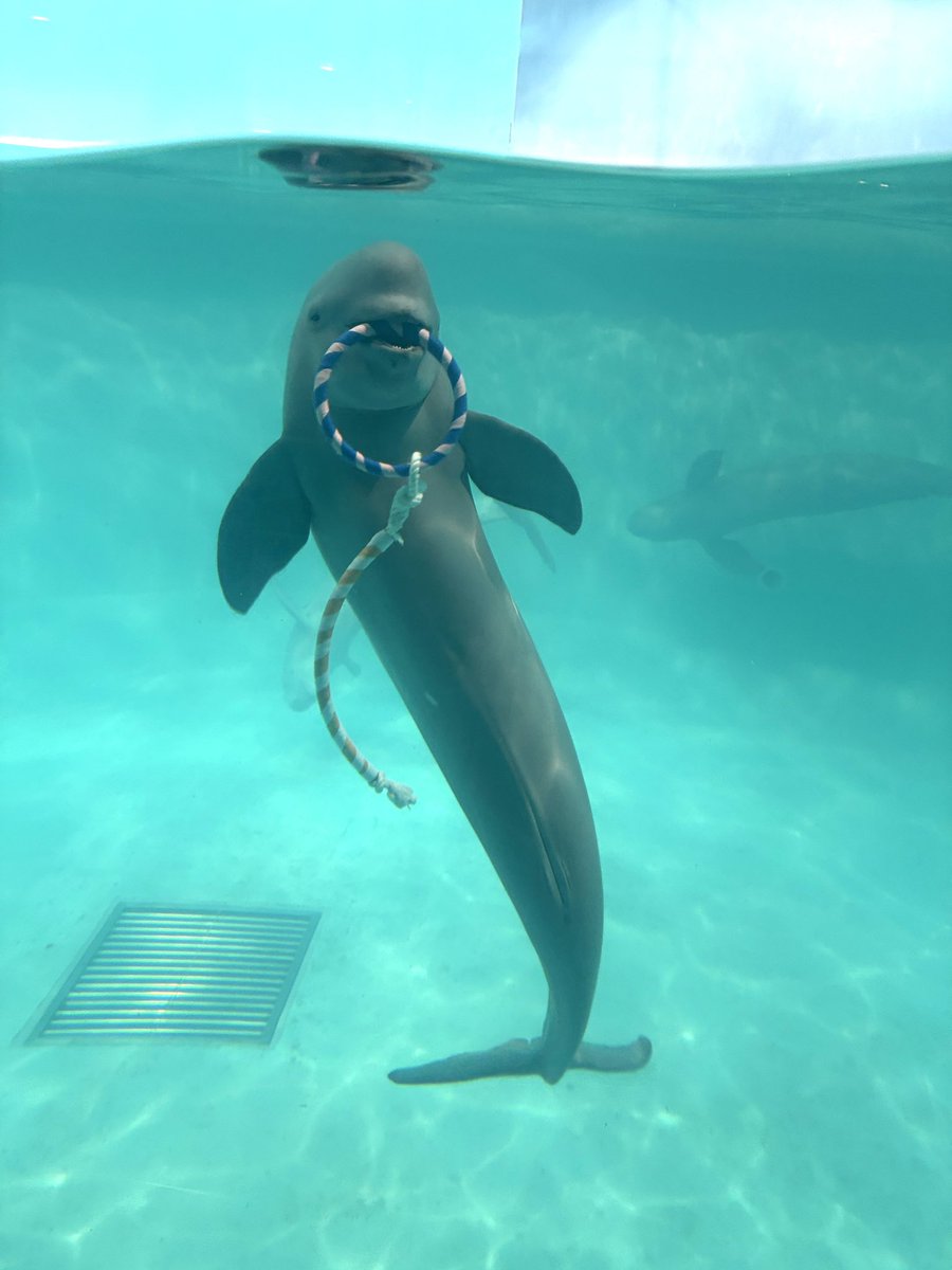 可愛い、、
作りたい、、、
このままのポーズで

#スナメリ
#マリンワールド