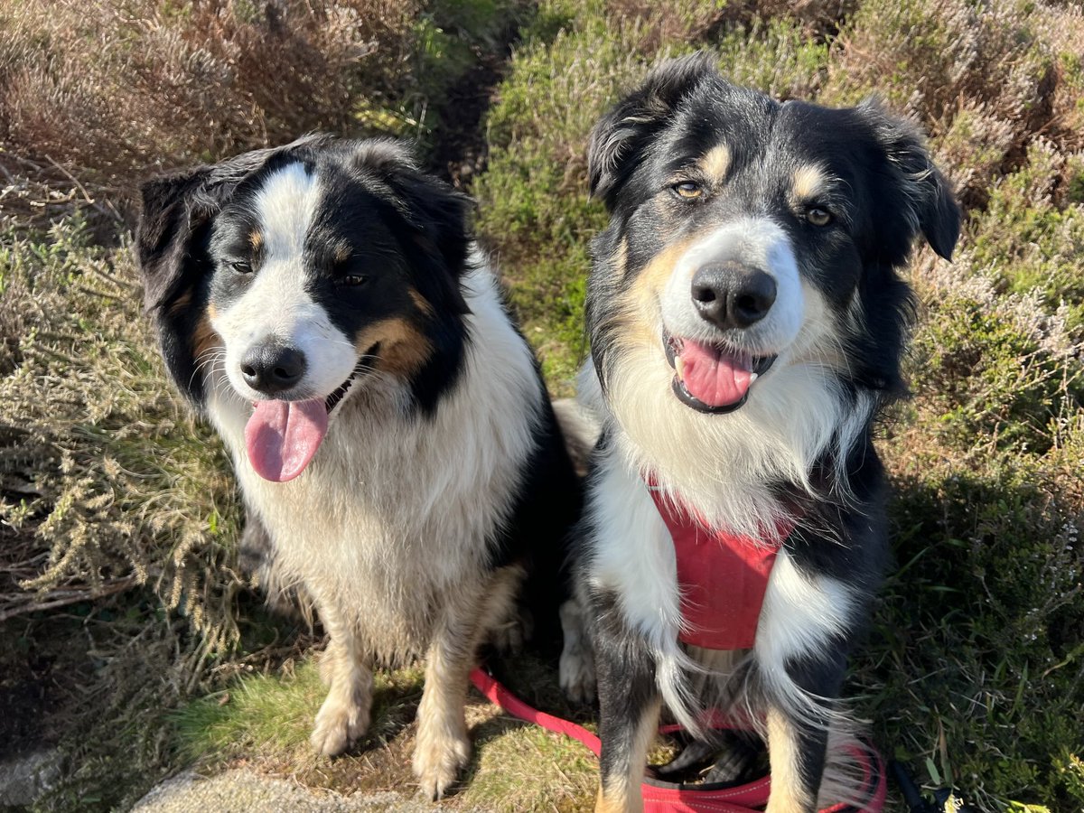 mybordercollie's tweet photo. Morning all https://t.co/R8lgvt8IWt