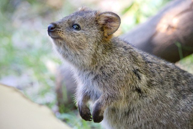 saitamakanko's tweet photo. 春日部つくしと申します！

この間、埼玉県こども動物自然公園に行ってまいりました！✨
ペンギンさんが気持ちよさそうに泳いでいるのを見ると、こちらまで癒されます🐧💕

そしてクォッカさんの笑顔…！世界一幸せな動物と言われるのも納得ですわ！
大人も子どもも楽しめる素敵な場所！ぜひ行ってみてくださいね🌟

#埼玉バーチャル観光大使 #春日部つくし #ちょこたび埼玉 #埼玉県こども動物自然公園 #クォッカ