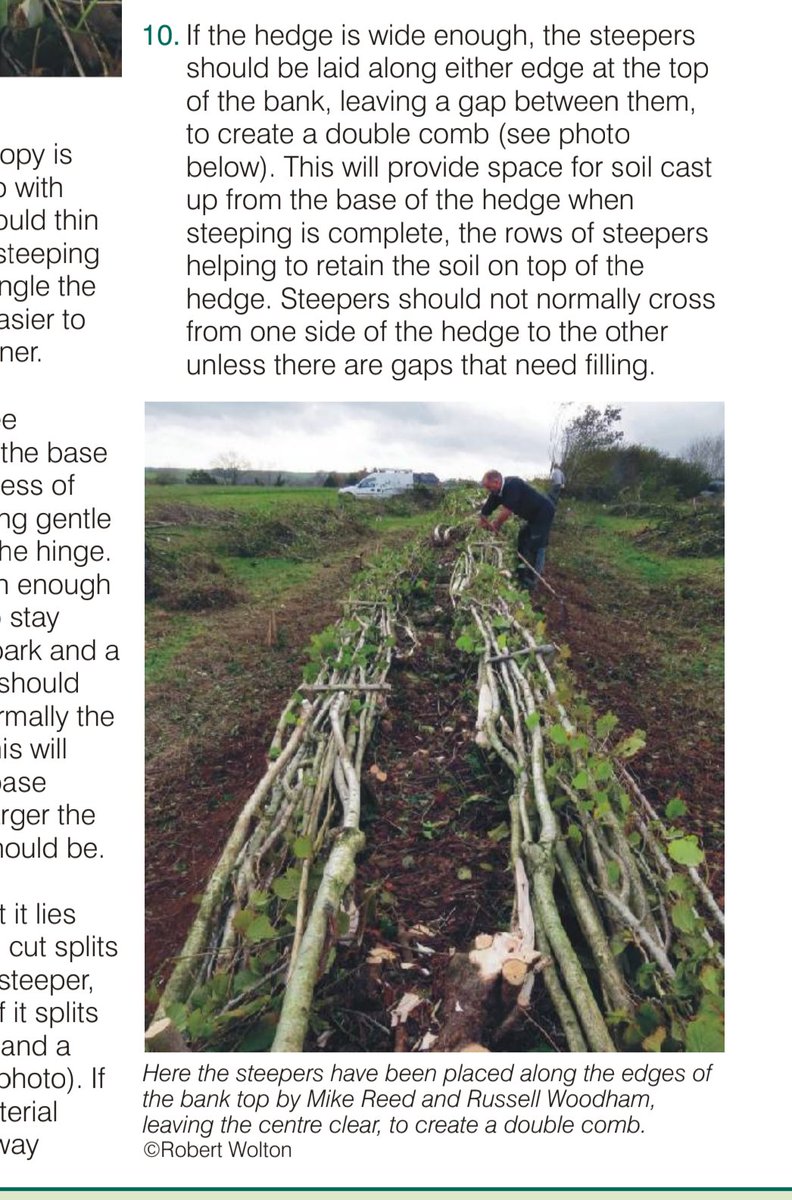 Bellis Pierre (@bellispierre) on Twitter photo Fascinating new-laid hedge on Saturday's Lane in #SouthDevon (exploring #SlowWays near #Torquay). The 'steepings' were hidden by spring flowers + bramble and I nearly missed the new sprouts and even that it is a hedge. <a href="/lovedevonhedges/">Devon Hedge Group</a> have such a different style to SE England Fascinating new-laid hedge on Saturday's Lane in #SouthDevon (exploring #SlowWays near #Torquay). The 'steepings' were hidden by spring flowers + bramble and I nearly missed the new sprouts and even that it is a hedge. <a href="/lovedevonhedges/">Devon Hedge Group</a> have such a different style to SE England