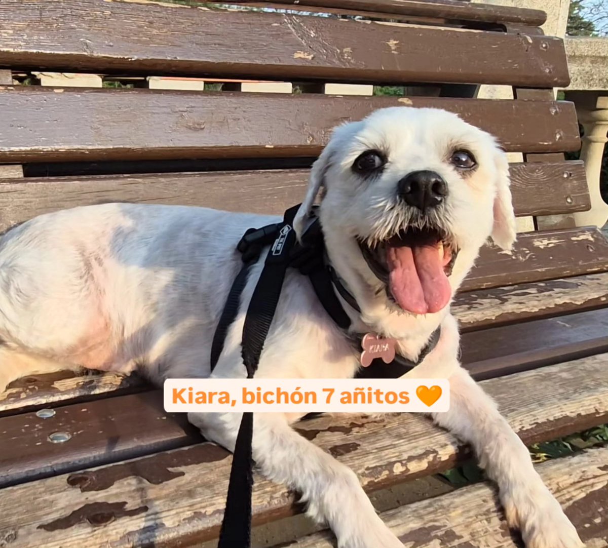 #Barcelona
Contacto: adopcion.lasanimal@gmail.com

#KIARA tiene 7 años. Y los ha pasado en un patio usada para criar. Después de esa vida de encierro, cuando ya no servía, nos la cedieron y está buscando una familia con paciencia que la ayude a descubrir el mundo. 

Kiara nunca