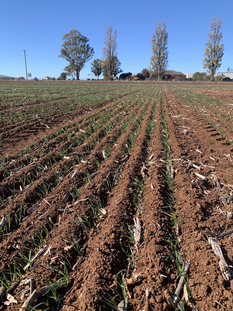 The <a href="/AGF_Seeds/">AGF Seeds</a> Long Season Wheat variety x disease management trial sown 17th April toughing it out ok in the dry at Smeaton.