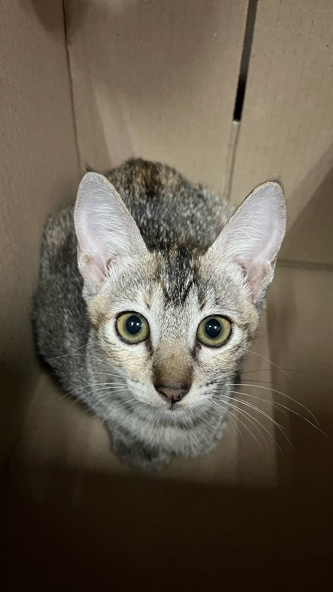 FESTA_Kiku's tweet image. 猫? 猫? にゃんにゃんにゃん ～🐱
I have a new baby! I named her Momo because of the letter 'M' on her head.