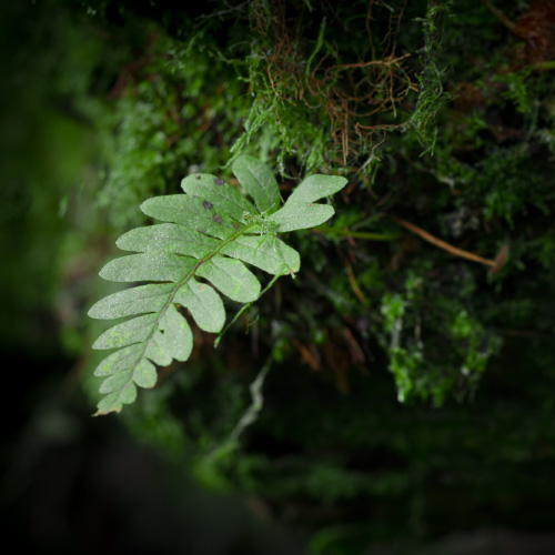 Find out what hangs in the balance as Camarthenshire County Council considers an application to extend the Glan Lash opencast coal mine. Sometimes the harms are close to home as well as global...

coalaction.org.uk/2025/04/18/the…