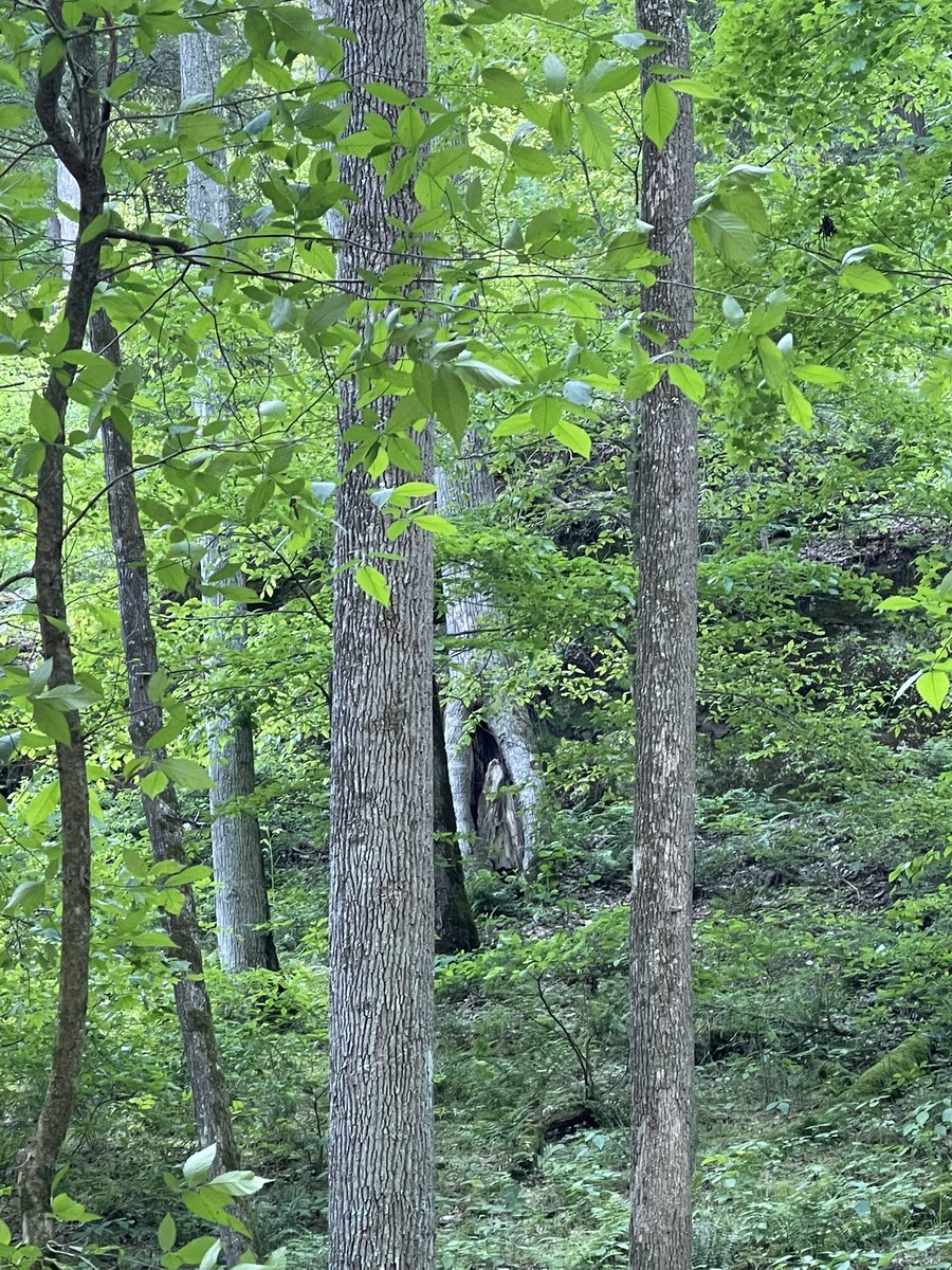 CRob9573's tweet photo. @HippieReligious Went on a hike and saw this tree in the distance. Can you see it? 🙏 https://t.co/gcEcoWeXHz