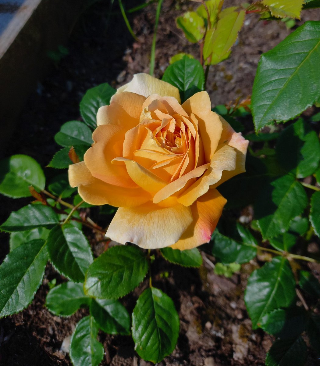 Our pretty rose is blooming again, smells lovely  😍