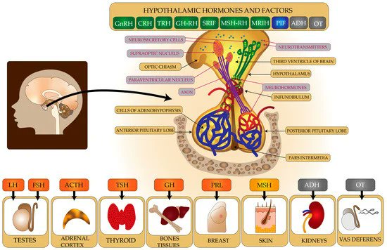 If you want healthy androgens, you must first understand how they are ...