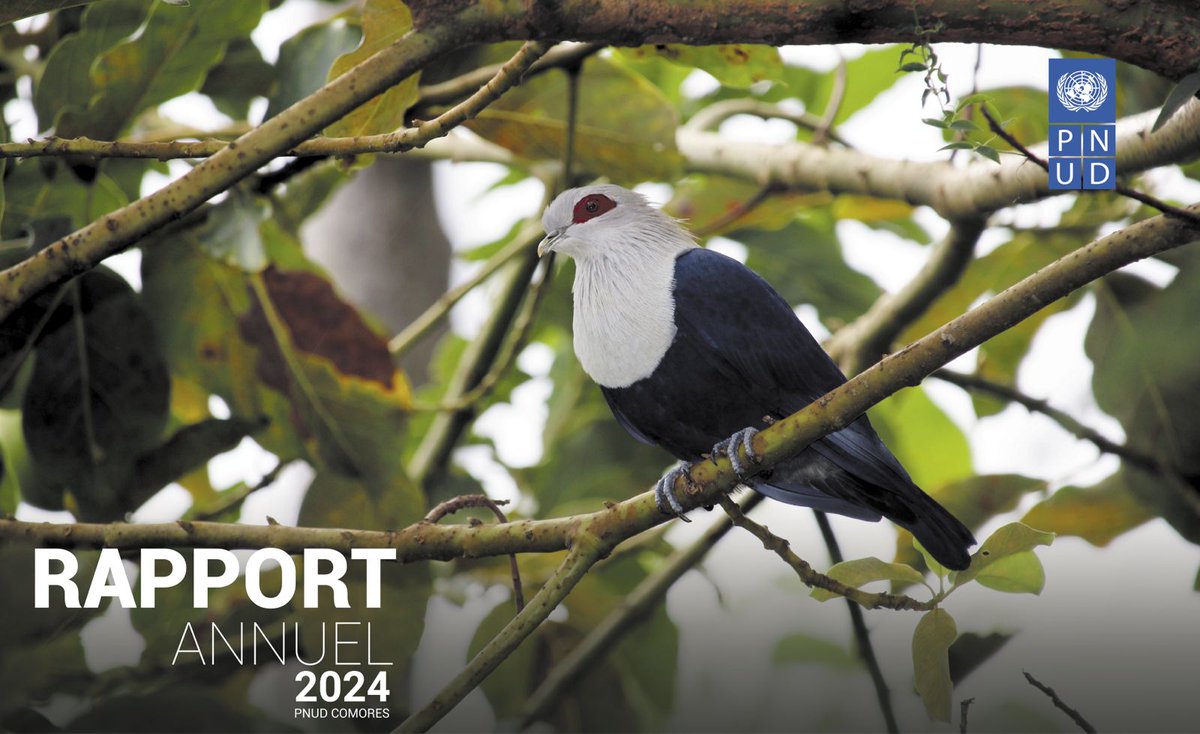 PNUD Comores (@pnud_comores) on Twitter photo Le <a href="/PNUD_Comores/">PNUD Comores</a> publie son rapport annuel 2024 aux #Comores. Résilience, inclusion, environnement, sécurité alimentaire, énergie… Découvrez une année d’actions concrètes undp.org/fr/comoros/pub… <a href="/theGCF/">Green Climate Fund</a> <a href="/DGSC_Comores/">Sécurité Civile - Comores</a> Le <a href="/PNUD_Comores/">PNUD Comores</a> publie son rapport annuel 2024 aux #Comores. Résilience, inclusion, environnement, sécurité alimentaire, énergie… Découvrez une année d’actions concrètes undp.org/fr/comoros/pub… <a href="/theGCF/">Green Climate Fund</a> <a href="/DGSC_Comores/">Sécurité Civile - Comores</a>