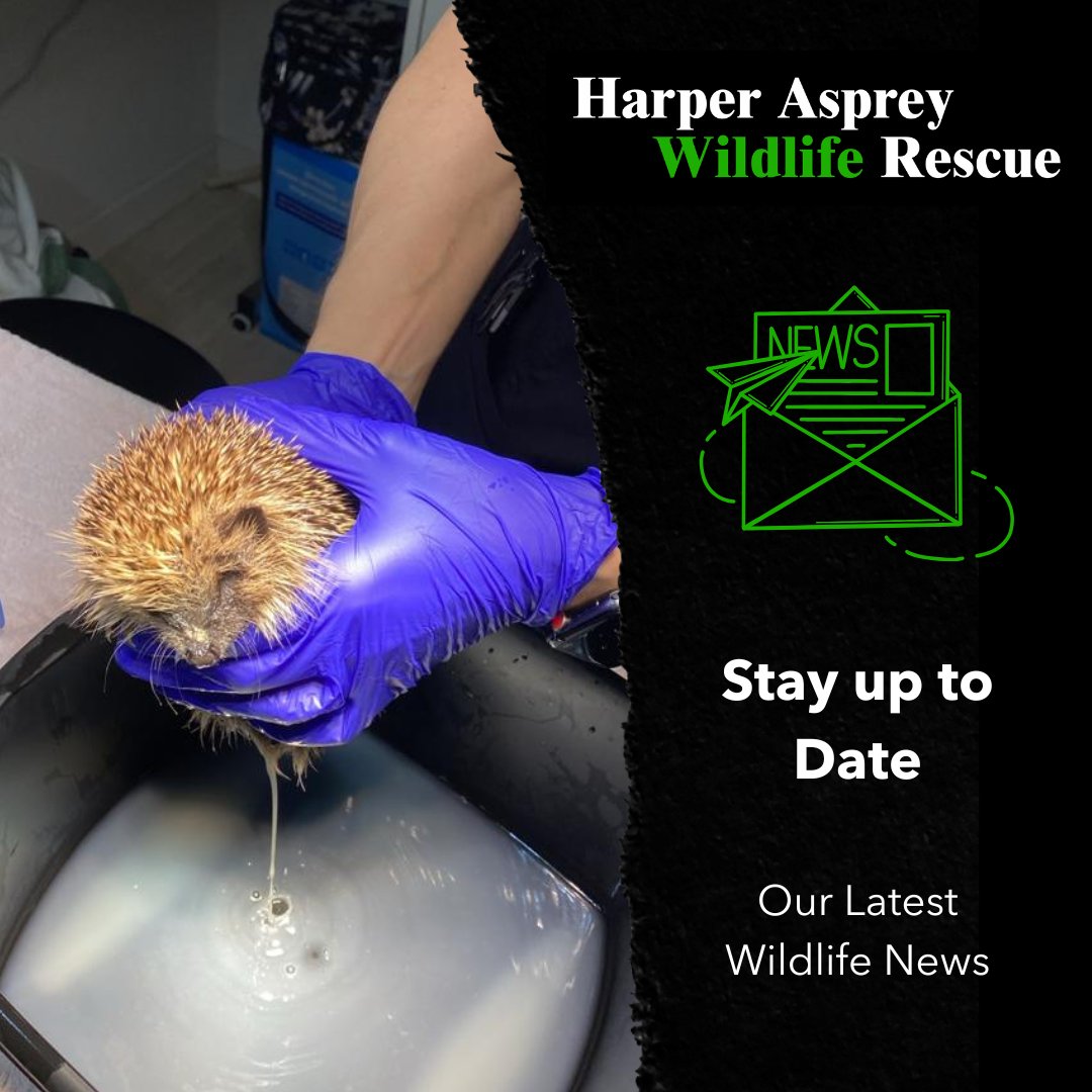 Join those who care for wildlife and sign up to our newsletter today. Stay up to date with all our latest news and events. Find out how you can help wildlife in your community. 🦊🦋🍃 Sign up here 👉 hawr.co.uk/2021/09/21/haw…