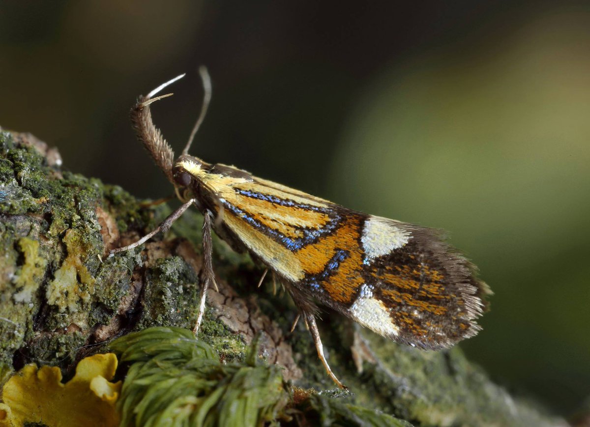 Meet your friendly neigbourhood micro moth, Alabonia geoffrella AKA Geoff 🤩

Geoff is an intricately patterned day-flying moth with a wingspan of 17-21mm! Found in woodlands, hedgerows and marshy areas between May and June.

📷: Patrick Clement
#MothMonday #MothsMatter