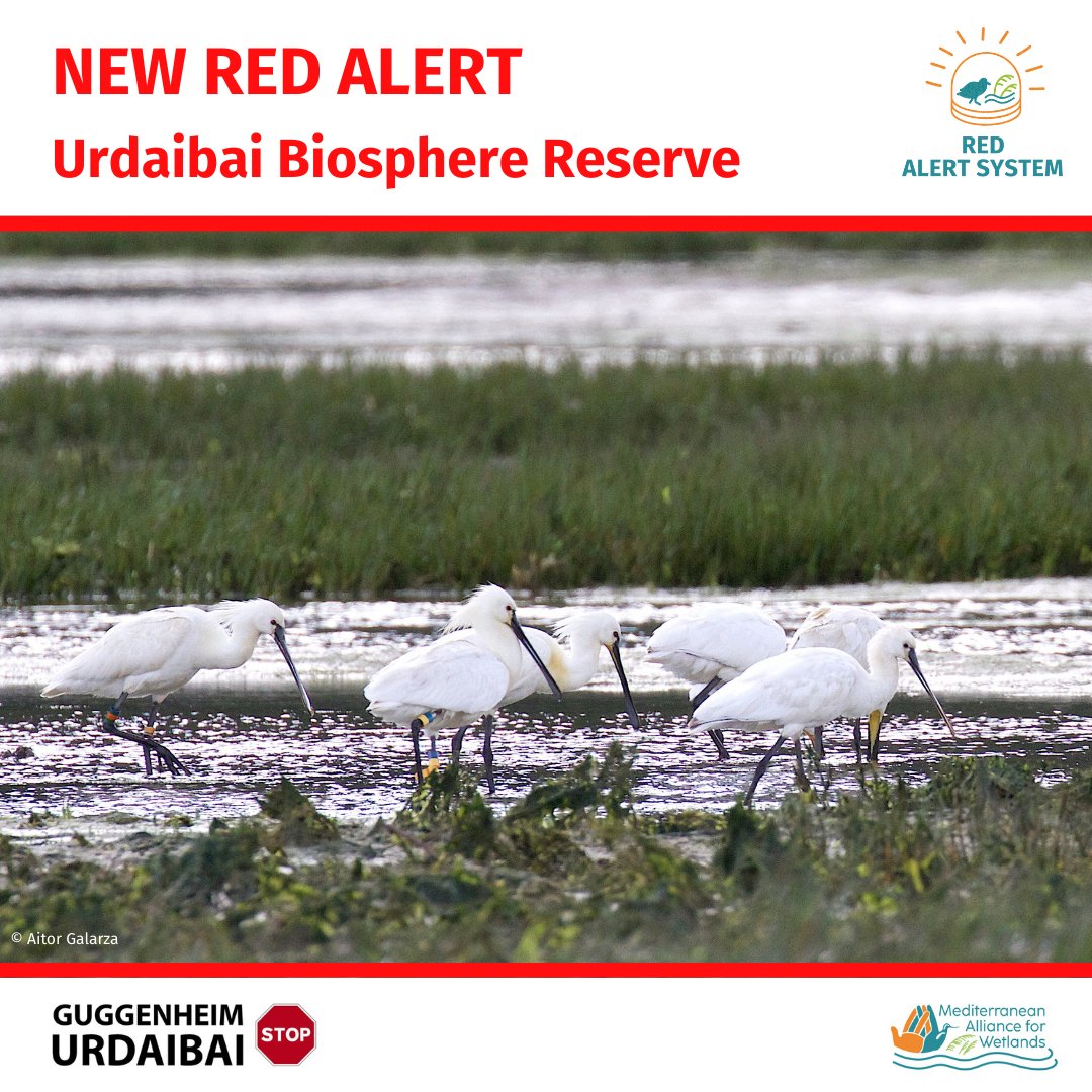 🔴 ALERTA ROJA EN URDAIBAI
MAW lanza la campaña para proteger la Reserva de la Biosfera de Urdaibai de una amenaza masiva de infraestructuras.
77 organizaciones advierten a UNESCO RAMSAR y al gobierno español.

Lee la nota de prensa completa👉drive.google.com/file/d/1WiZLdw…
#SaveUrdaibai