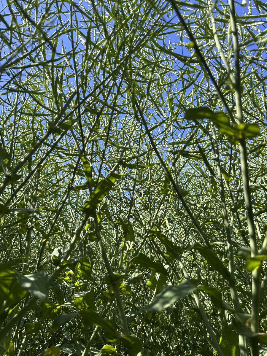 Stephane Vivien Mas seeds (@stephvivienmas) on Twitter photo Après une floraison dans d'excellentes conditions, #NYMPHEA notre <a href="/MASseedsfrance/">MAS Seeds France</a> #colza .
Ici #Oise, tous les signaux sont aux verts :
✅ Absence de plantes buissonnantes,
✅ Nombre de siliques
✅ Etat sanitaire au top !
Pus d'info ici :lnkd.in/ehA4uFX4 Après une floraison dans d'excellentes conditions, #NYMPHEA notre <a href="/MASseedsfrance/">MAS Seeds France</a> #colza .
Ici #Oise, tous les signaux sont aux verts :
✅ Absence de plantes buissonnantes,
✅ Nombre de siliques
✅ Etat sanitaire au top !
Pus d'info ici :lnkd.in/ehA4uFX4