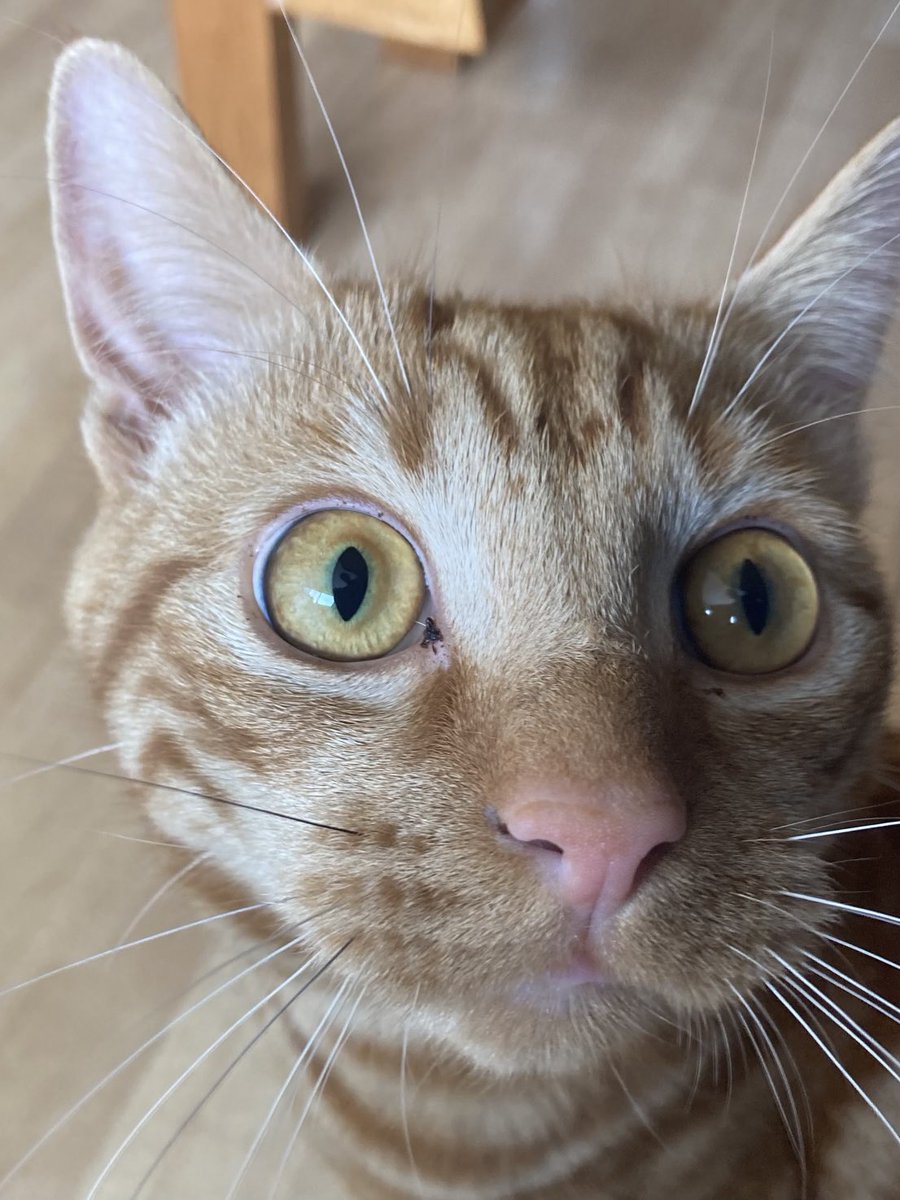 Good morning everyone! 😸 #orangejim