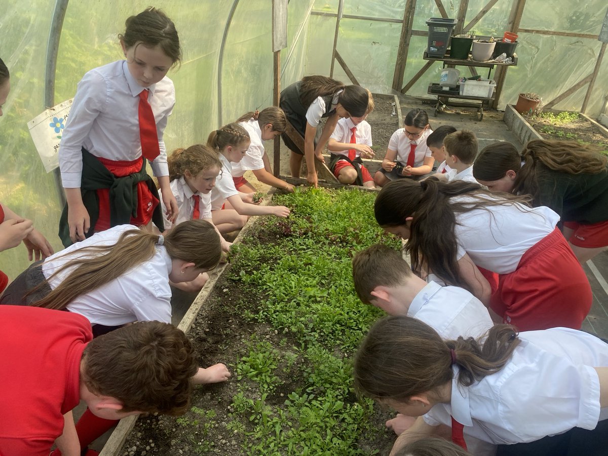 Táimid ag tabhairt aire don leitís agus na cairéidí atá ag fás sa pholathuláin faoi láthair 🥬 🥕 ⁦<a href="/GaelscoilAU/">GaelscoilAU</a>⁩