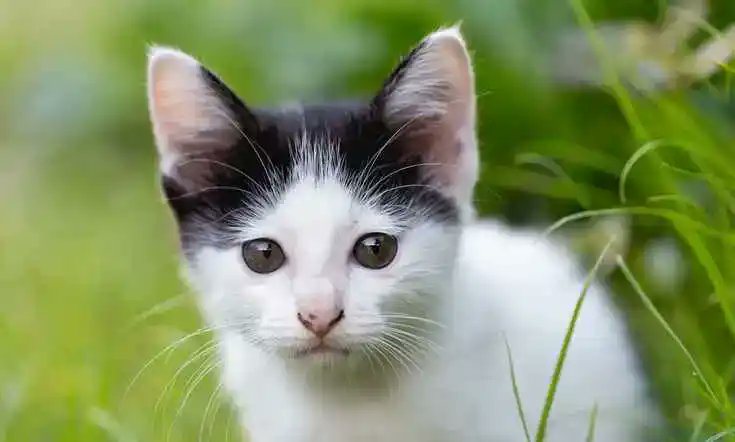 SpaOase's tweet photo. Auch deine Katze liebt Auszeiten, Entspannung und sehnt sich nach deiner Zuneigung. Hier findest du Wellness-Tipps für deinen Stubentiger.

https://t.co/0FJX7rYHrn

#katze #wellness #tipps #entspannung #ruhe #stress #freude #erkrankungen #entertainment #luft #pflanzen #natur https://t.co/gwfcbQvOzL