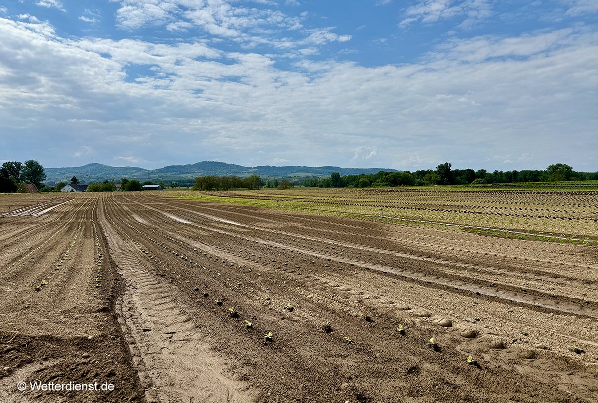 wetter's tweet photo. Die #Trockenheit in #Deutschland in diesem #Frühling ist in manchen Regionen bereits historisch. Am #Kaiserstuhl im #Rheintal werden die Felder für Salat und Gemüse mittlerweile dauerhaft bewässert (siehe unser Foto).
Doch ab #Wochenmitte zeichnet sich ein #Wetterwechsel mit gelegentlichen #Regenfällen ab. Doch länger anhaltende wie kräftige #Niederschläge sind nicht in Aussicht:
https://t.co/igIaRdCeHm
