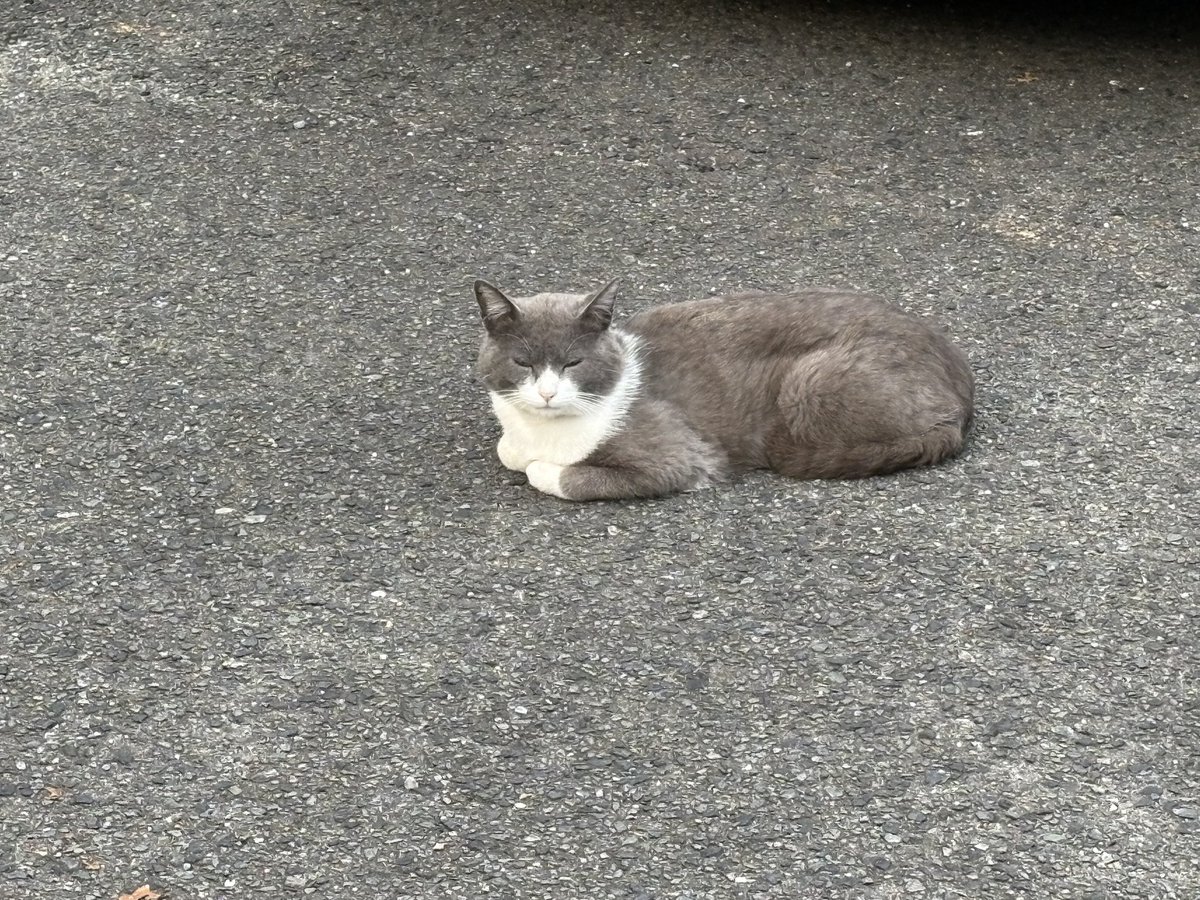 ぬこ