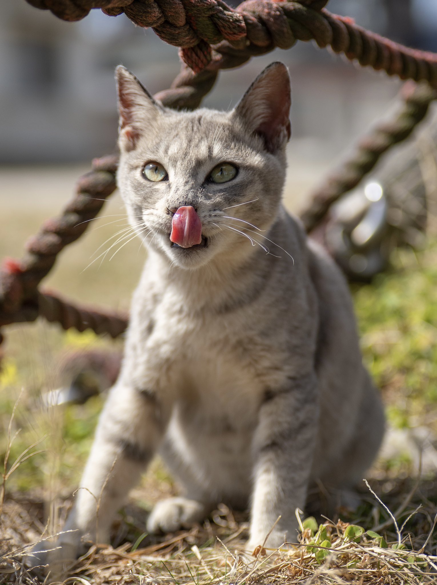 あおいとり🐱写真集「ずっと気まま猫」発売中 (@bluebirdjourney