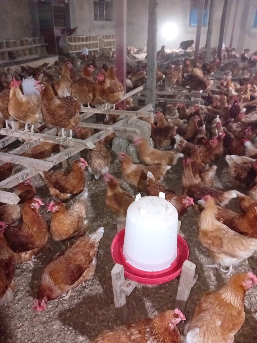 Gil_Niyonkuru's tweet image. Yesterday, I stopped at Shyorongi Sector in @rulindodistrict , I had pleasure of visiting Theophile a dedicated poultry farmer ,inspired by his hardwork,resilience &amp;amp; Innovation spirit in transforming farming on the hills of Rda.
@AgiriteMedia

#FieldExperience 
#NoFarmsNoFoods