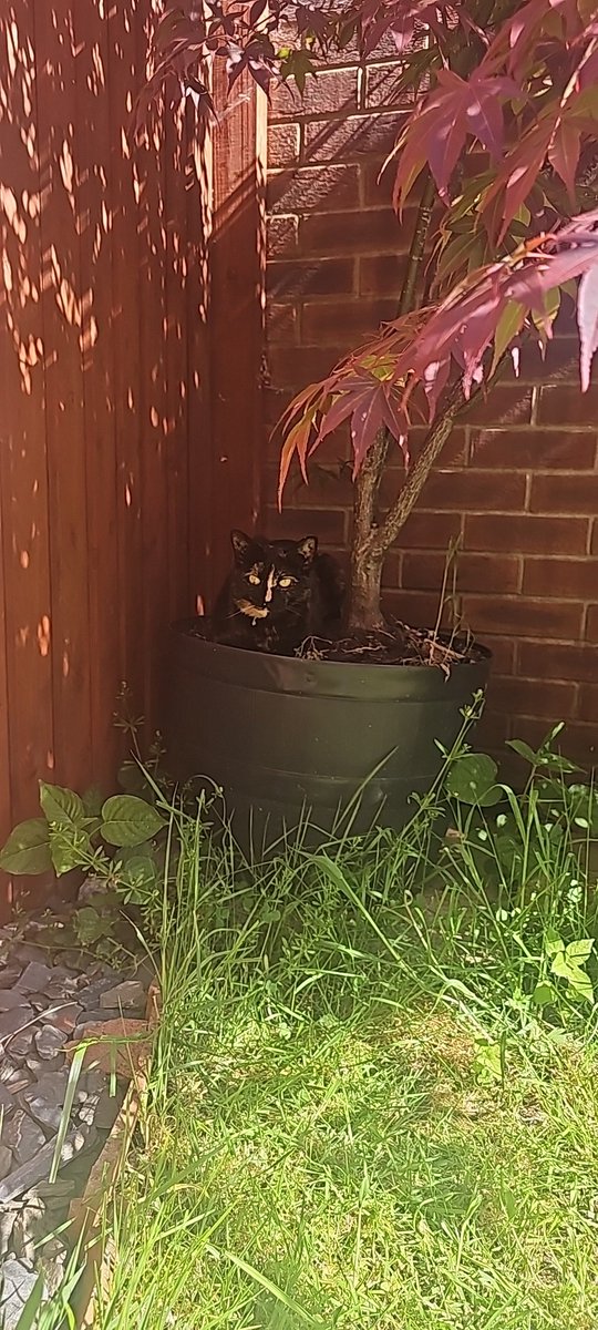I love my tree. Its my peaceful place to do a #Kittyloaf and perfect for my #hedgewatch the garden is over grown with plants and grass its perfect for any wildlife sadly there isn't much around. 😿