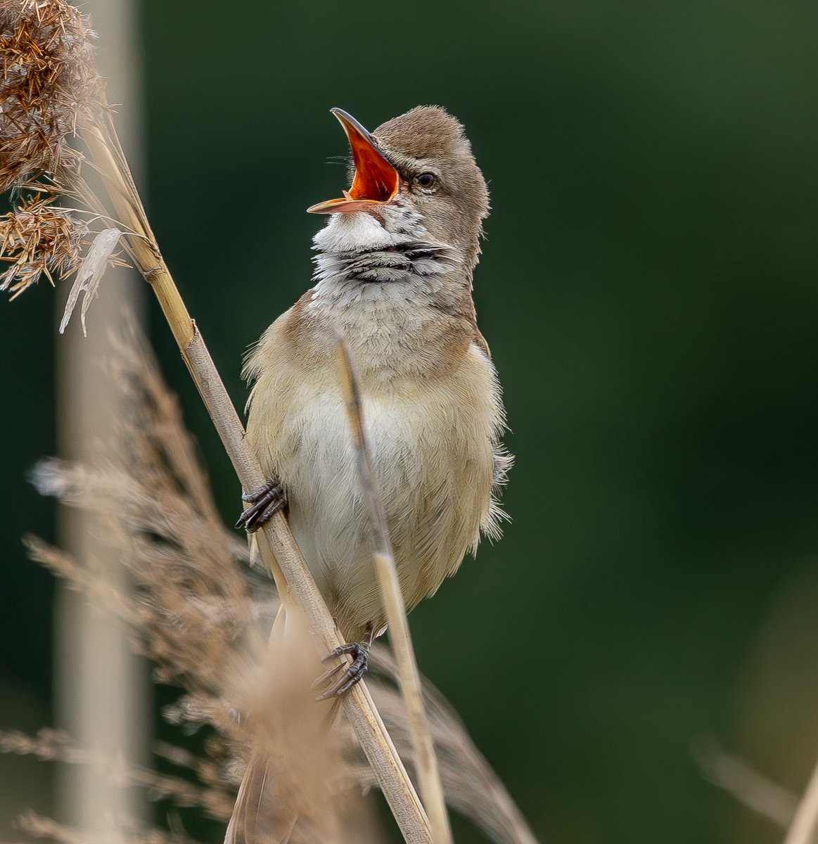 roach0653's tweet photo. Ouse Fen Great Reed Warbler 180525 https://t.co/Tcvzg5KVZk