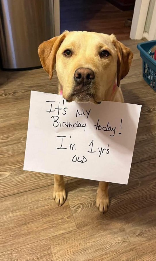 BestinDogs's tweet image. My birthday passed without anyone to share it with, and I felt completely alone. 💔 💔