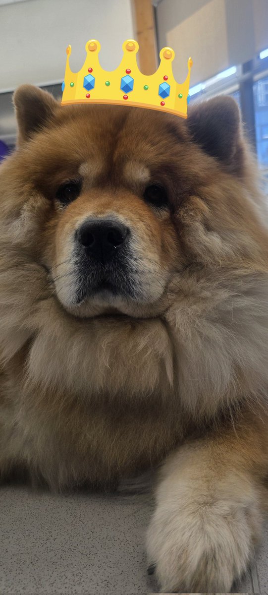 Sunflower House (@sfhalderhey) on Twitter photo Happy Monday,
Here is a picture of our beautiful therapy dog Bonnie. She paid us a visit last week and we're counting down the days till she's back.
We love our Queen Bonnie she deserves a crown 👑
<a href="/AlderHey/">🏥 Alder Hey 💙</a>
#SFH🌻
#QueenBonnie Happy Monday,
Here is a picture of our beautiful therapy dog Bonnie. She paid us a visit last week and we're counting down the days till she's back.
We love our Queen Bonnie she deserves a crown 👑
<a href="/AlderHey/">🏥 Alder Hey 💙</a>
#SFH🌻
#QueenBonnie