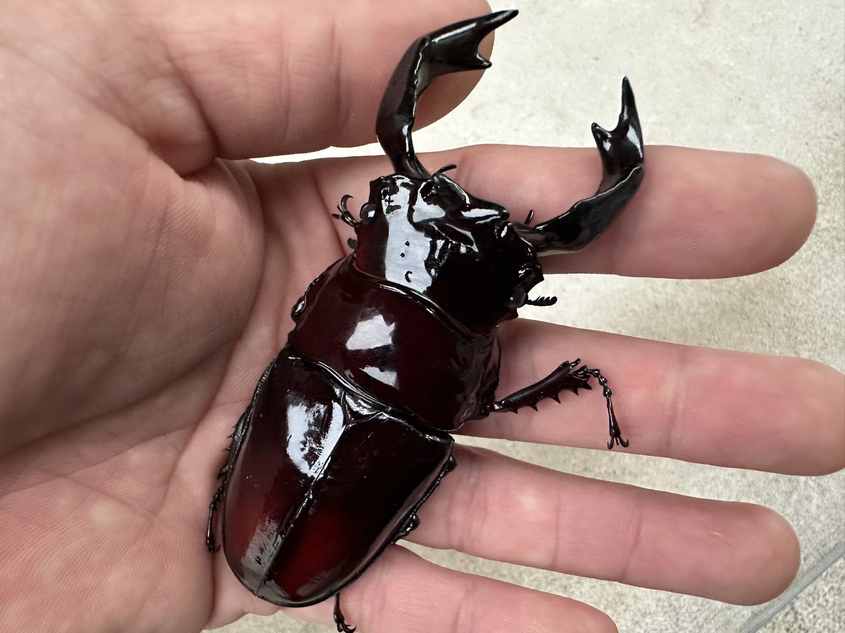 茶まる (@chacha_kuwa) / Posts / X